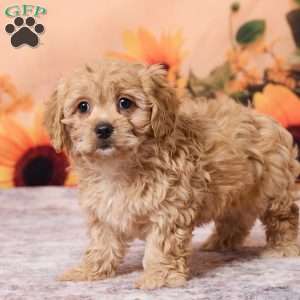 Macey, Cavachon Puppy